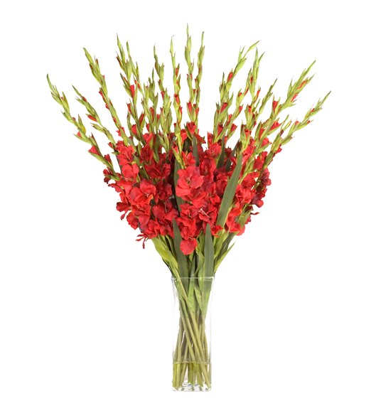 Florero de Gladiolos